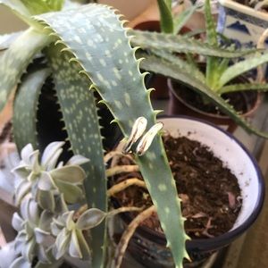 Bypass ring in sterling Silver (adjustable)